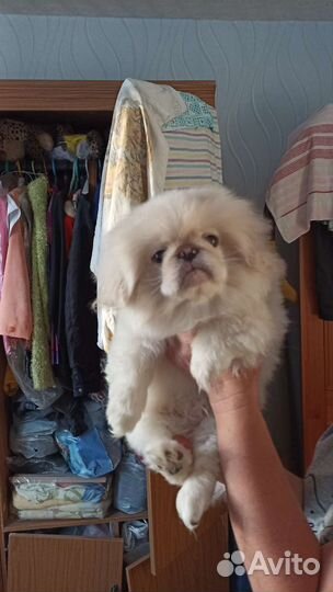 Щенки пекинеса