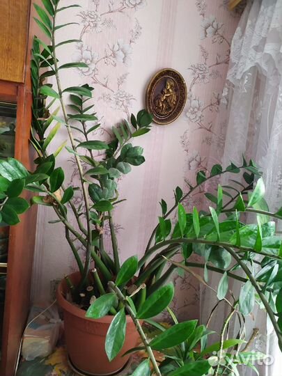 Комнатные цветы