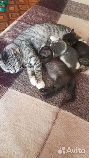 Котята в добрые руки бесплатно