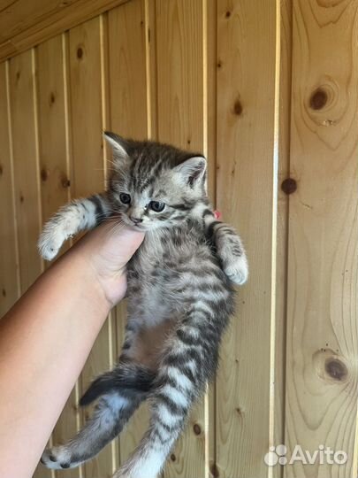 Котята в добрые руки бесплатно