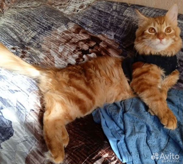 Сибиряк в добрые ручки