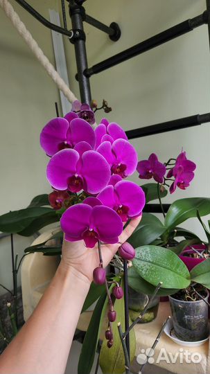 Орхидея Фаленопсис Карибская мечта, Африканская