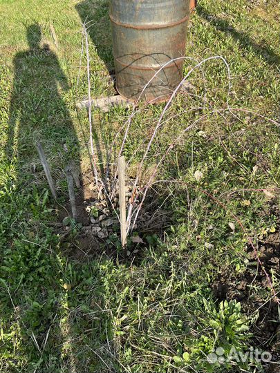 Хоста,малина,ежемалина,роза,маргаритки,облепиха