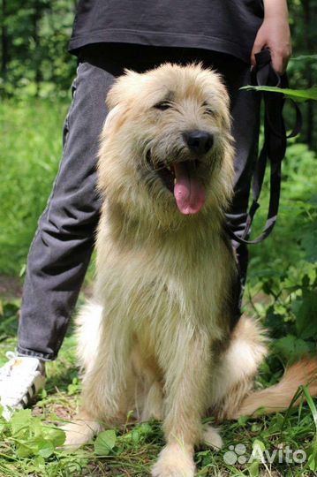 Тоби из Донбасса ищет дом