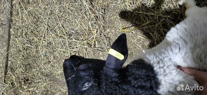 Барашки дорпер