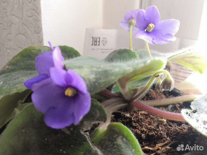 Фиалка белая, красная, синяя Цветут