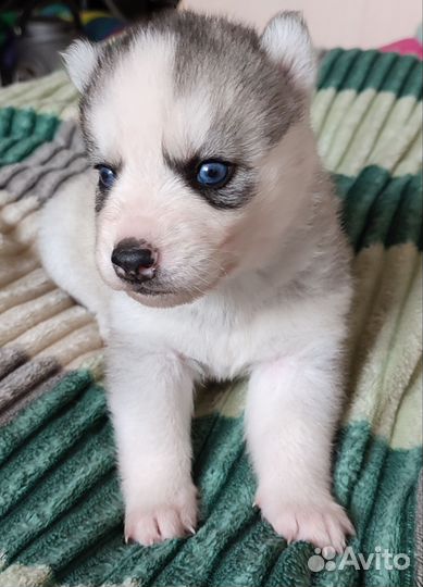 Щенки сибирской хаски