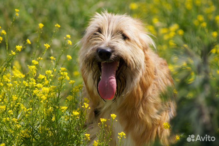 Милейший бородатик щенок из приюта в добрые руки
