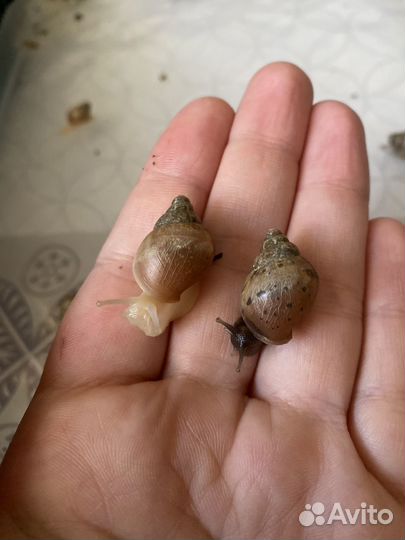 Улитки ахатины