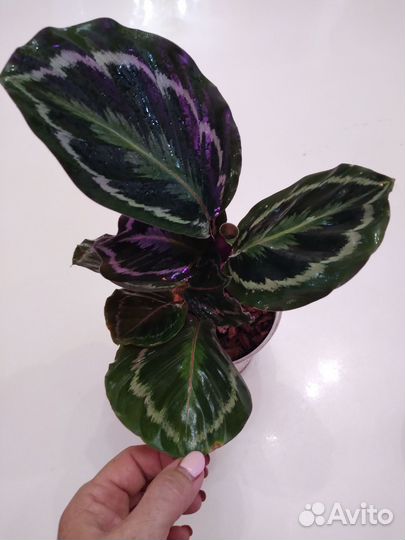 Калатея Медальон
