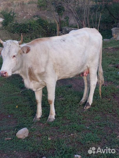 Стадо коров