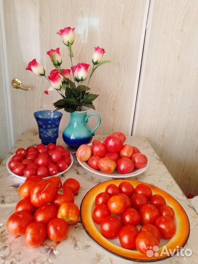 Рассада помидор