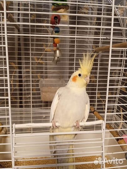 Попугай корелла