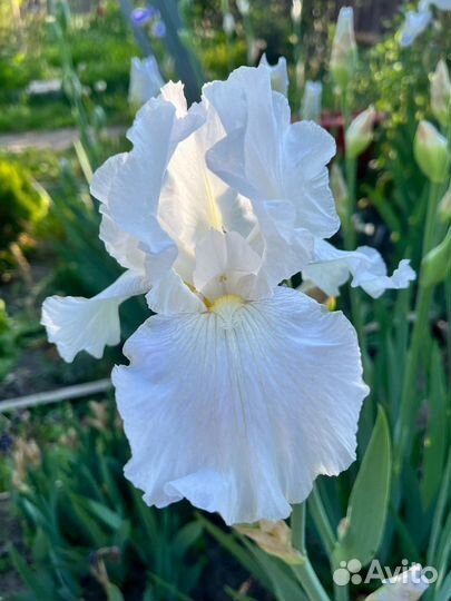 Ирисы,роза, малина,бирючина