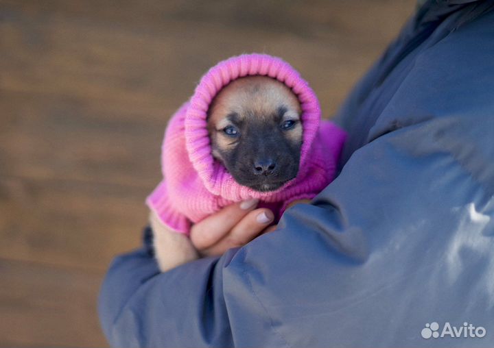 Щенки из приюта очень ждут своего человека
