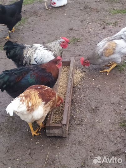 Индоутки и петушки