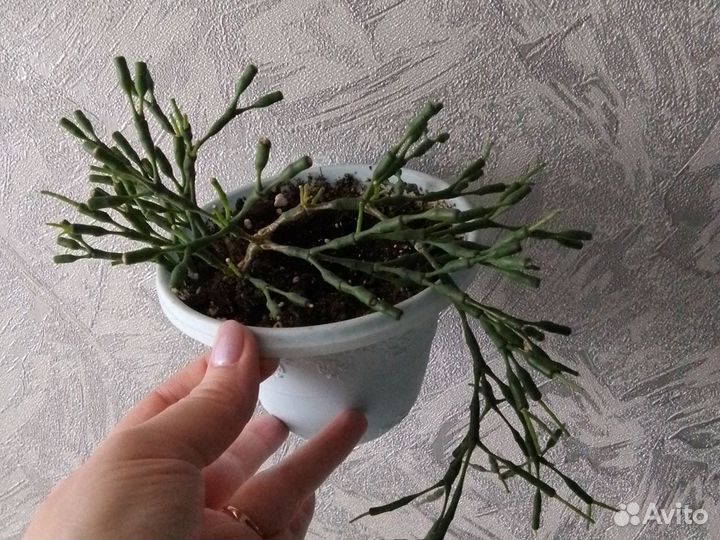Хатиора