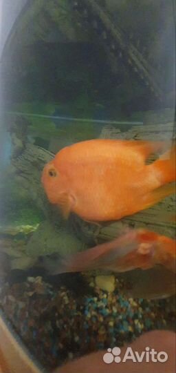Аквариумные рыбки