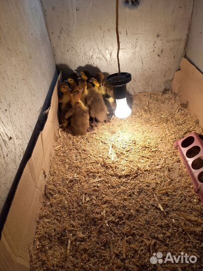 Мускусные утята