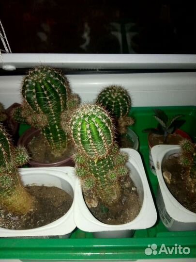 Комнатные цветы