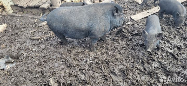 Вьетнамский вислобрюхий хряк и свиноматки