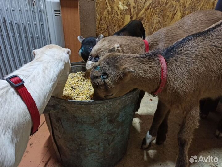 Козы, козлята породы ламанча, обезроживание