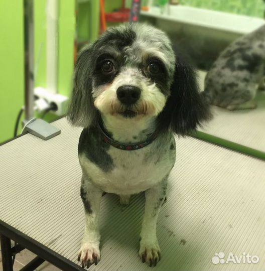 Грумер Стрижка собак и кошек