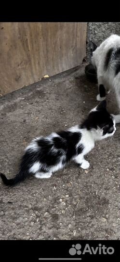 Котенок ищет дом