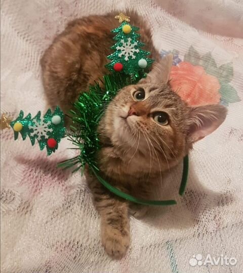 Кошечка 4 мес Мурка ищет дом