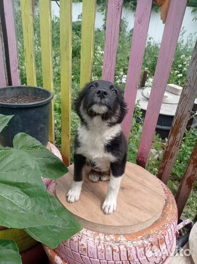 Верные друзья