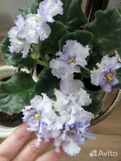 Комнатные цветы