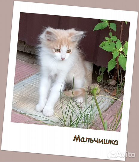 Котята в добрые руки