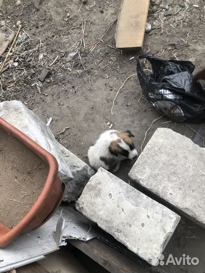 Щенки сербернара