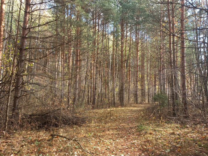 Участок 7,5 сот. (ИЖС)