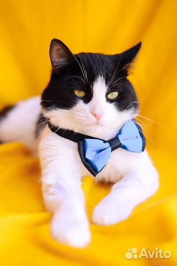 Котик Барон в добрые руки