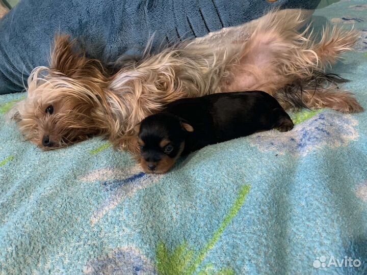 Йоркширский терьер мини