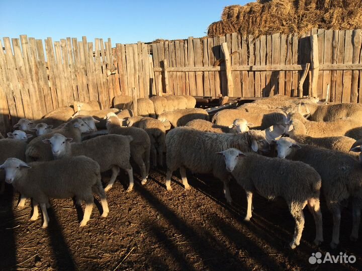 Бараны Дорперы 50