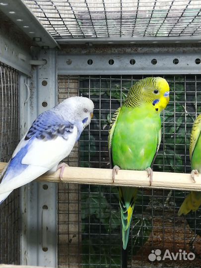 Волнистый попугай птенцы, клетка