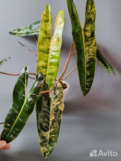 Филодендрон биллитау вариегатный