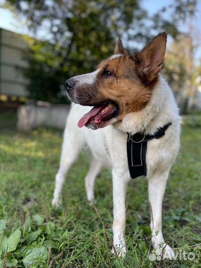 Ласковая девочка