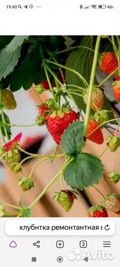 Клубника ремонтантная (крупноплодная) вьющаяся
