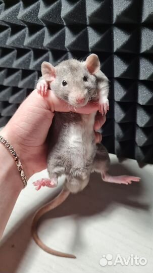 Крысята Devil