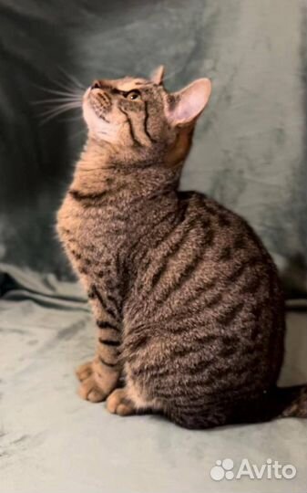 Европейский котенок в дар