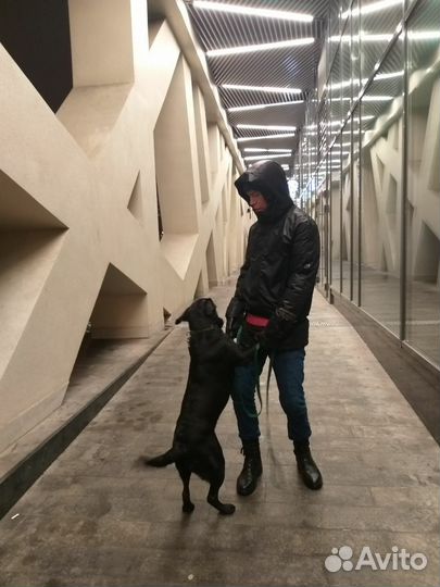 Зооняня, Догситтер крупных собак