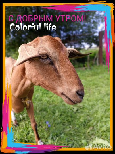 Коза дойная чешка