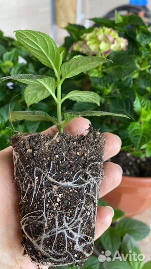 Гортензия метельчатая. Укорененные черенки