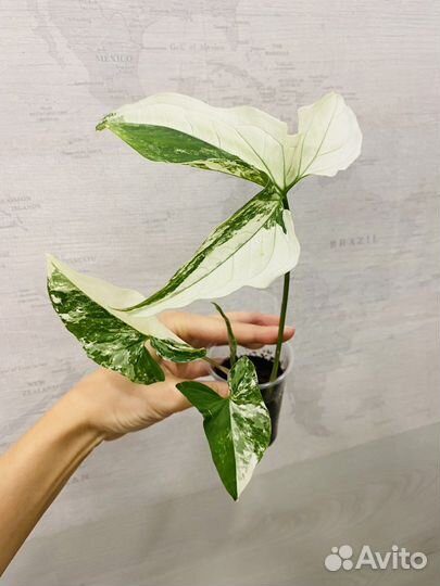 Сингониум imperial white