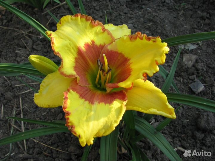 Лилейники сортовые 3