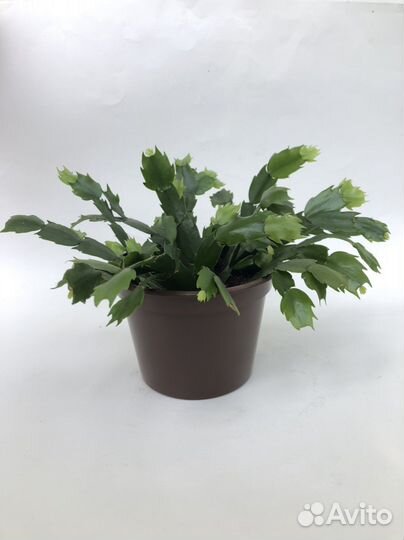 Декабрист шлюмбергера