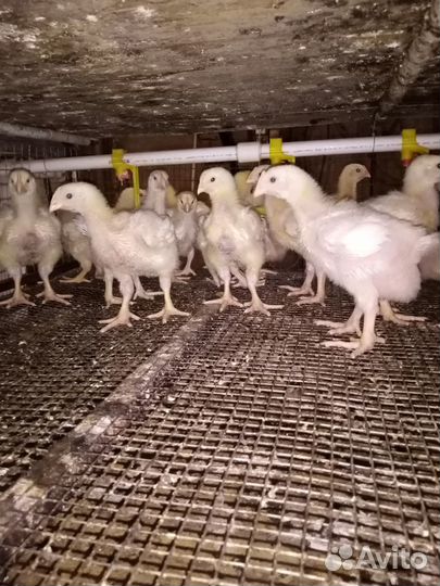 Цыплята Бройлера